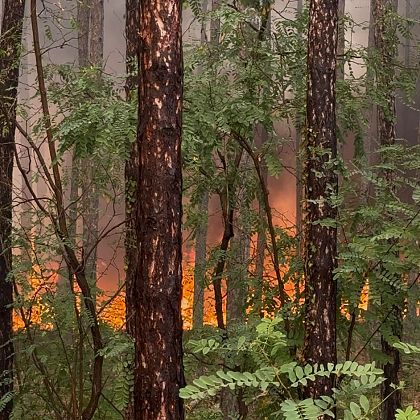 Erneuter Waldbrand